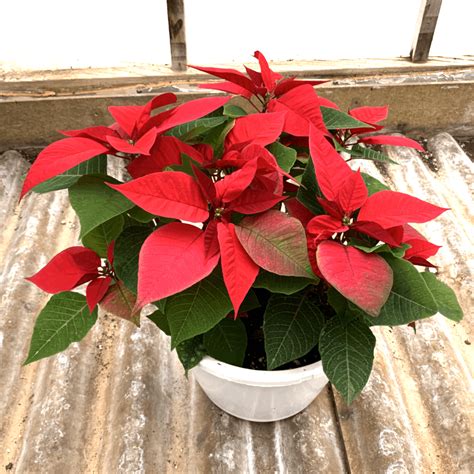 Poinsettia Red Pochedly Greenhouses