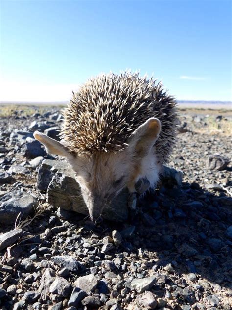 Mongolia: Gobi Desert flora & fauna – Travel2Unlimited