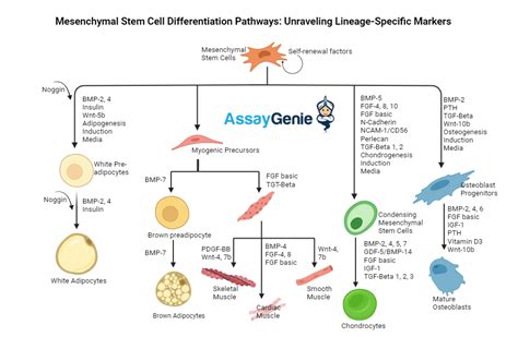 Mesenchymal Stem Cell Differentiation Pathways Unraveling Lineage Specific Markers Assay Genie