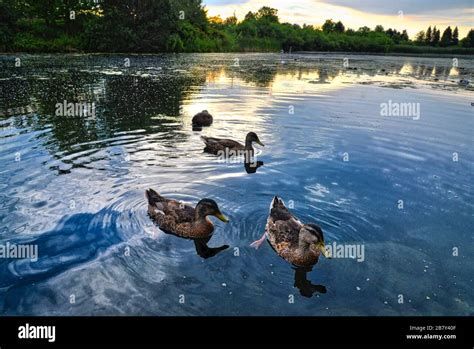 wildlife ducks swimming in the pond at sunrise Stock Photo - Alamy