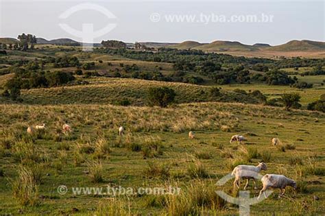 TYBA ONLINE :: Subject: Sheep herd grazing in southern fields - close ...