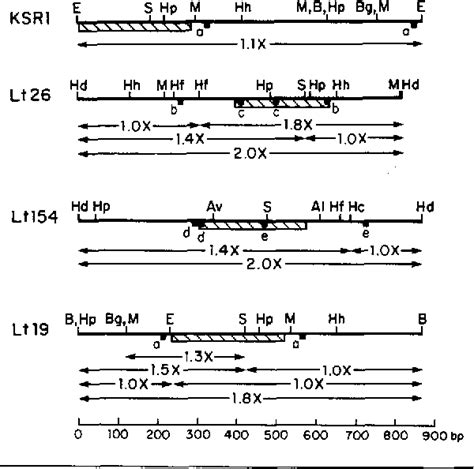 Figure 2 From Sequence Heterogeneity And Anomalous Electrophoretic