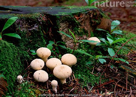 Stock Photo Of Common Puffball Lycoperdon Perlatum In Various Stages