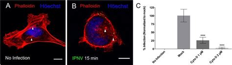 Ipnv Infection Is Dependent On Actin Polymerization Dynamics A