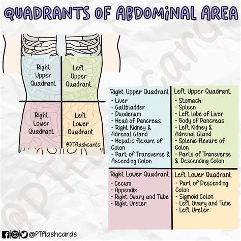 PT flashcards on Twitter: "4 ABDOMINAL QUADRANTS Reference: Tortora ...