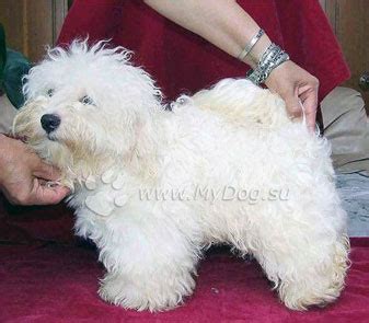 Болоньез | MyDog.su - сайт о собаках