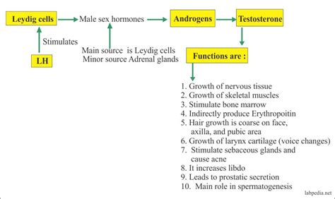 Testosterone: Functions – The Fifth Conference