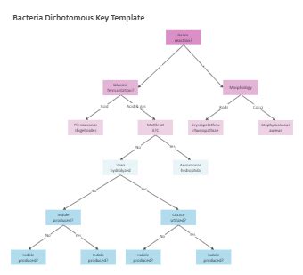 Dichotomous Key Templates EdrawMax Free Editable