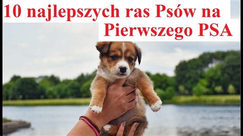 10 Najlepszych ras Psów na Pierwszego PSA YouTube