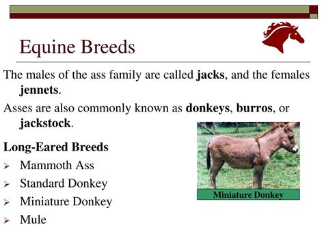 PPT - Equine Breeds PowerPoint Presentation, free download - ID:5423202