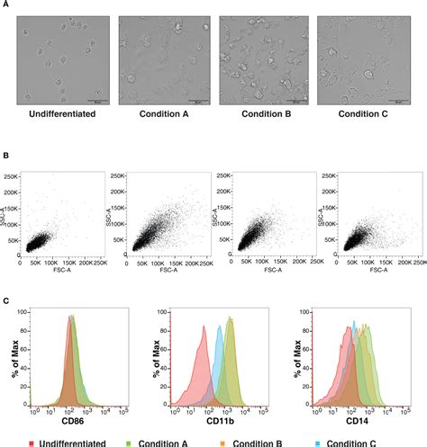 Frontiers Comparative Proteomic Analysis Reveals Varying Impact On