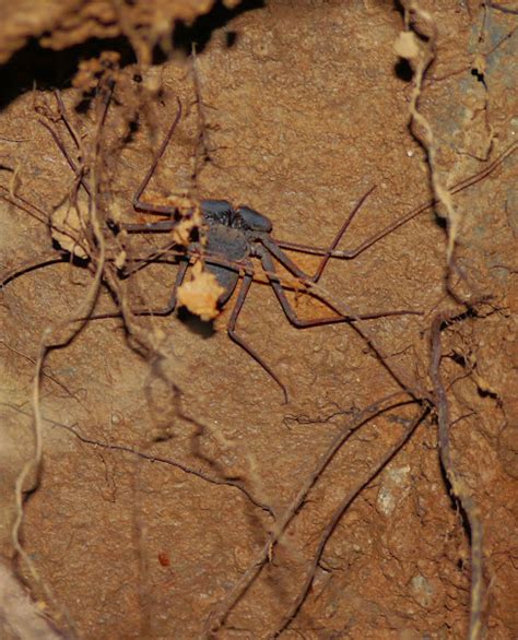 Tailless Whip Scorpion Project Noah