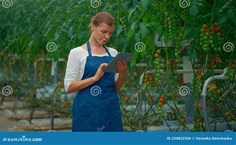 Farming Specialists Controlling Tomato Production Using Digital Tablet