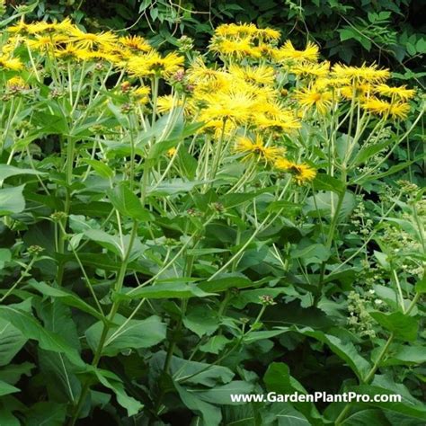 How To Grow And Use Elecampane (Medicinal & Edible Herb) In Your Home Garden