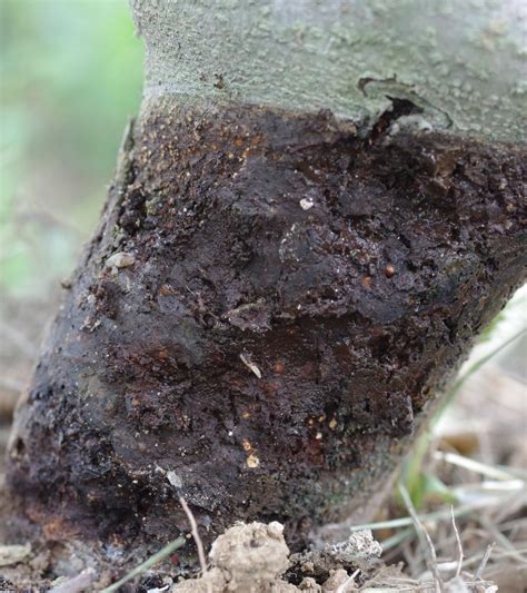 Dogwood Borer on Apple | Scouting Guide for Problems of Fruit