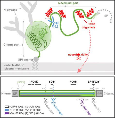 Upper Panel Schematic Representation Of The Prion Protein The