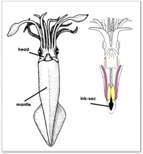 Loligo Diagram