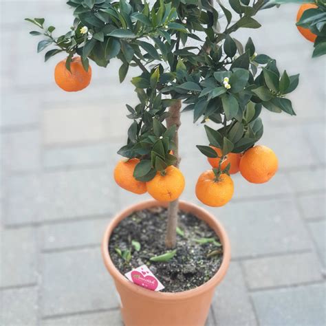 Миртолистный померанец "Чинотто" купить в Любани, закажи, а мы доставим.