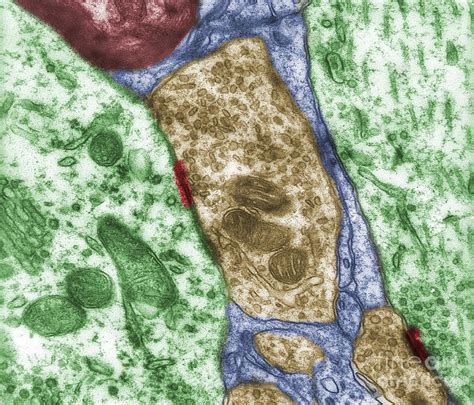 Axodendritic Synapses Photograph By Jose Calvo Science Photo Library