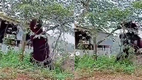 Viral Video Orang Utan Berbadan Raksasa Setinggi Rumah Di Kalimantan