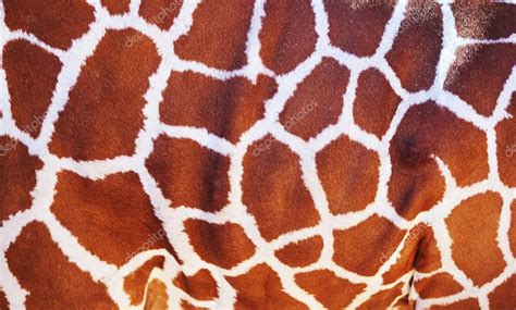 Giraffe skin texture — Stock Photo © jbstock #20144137