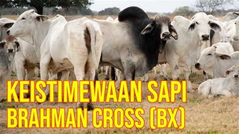 Keistimewaan Sapi Brahman Cross BX YouTube