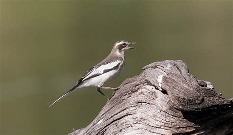 Pied Wagtail - Wildlife Den - South African And Australian Wildlife ...