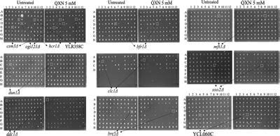 Frontiers Mft1 Identified From A Genome Wide Screen Of The Yeast