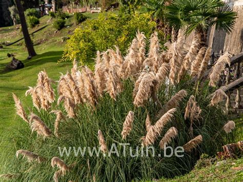 Dwergpampasgras Cortaderia Selloana Pumila Met Groeigarantie Atuin