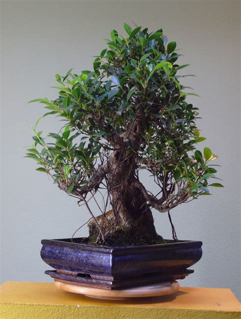 Ficus Ginseng Les chuhin et autres grands bonsaï ParlonsBonsai