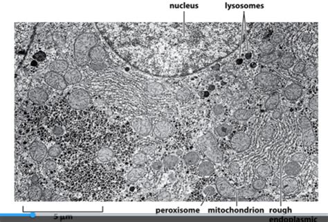 Biol 130 Unit 5 Intracellulr Compartments And Protein Sorting