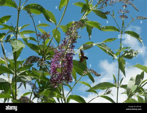 Olive Bee Hawk Moth Gathering Nectar Of Butterfly Bush Stock Photo Alamy