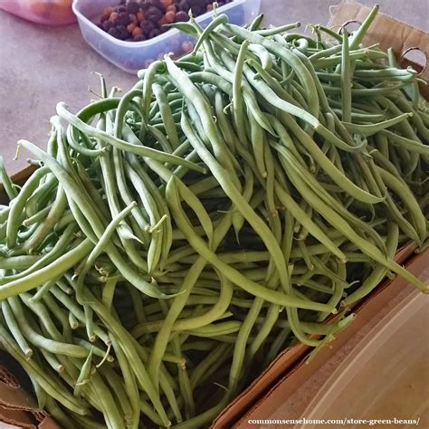 How To Store Green Beans For Short Term Or Long Term