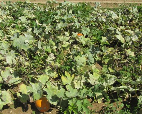 Evaluation Of Biopesticides For Managing Powdery Mildew In Pumpkin