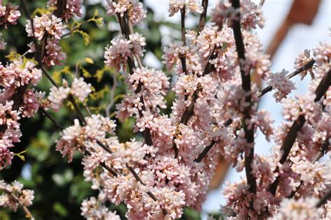 Pauline Lily Redbud Cercis Canadensis Pauline Lily A Ve Flickr