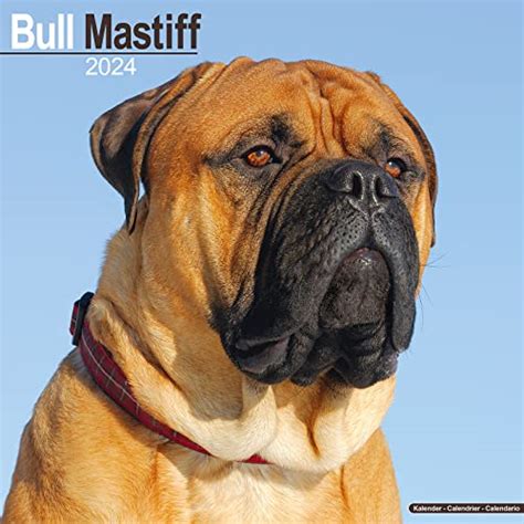 Bullmastiff Training Book And Course 2025 - Vet Ranch - We Love Pets