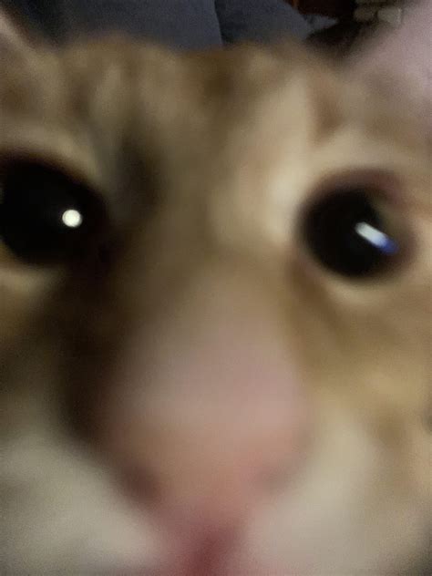 I Took A Photo Of My Cat Tiger Sniffing The Camera XD R Cats