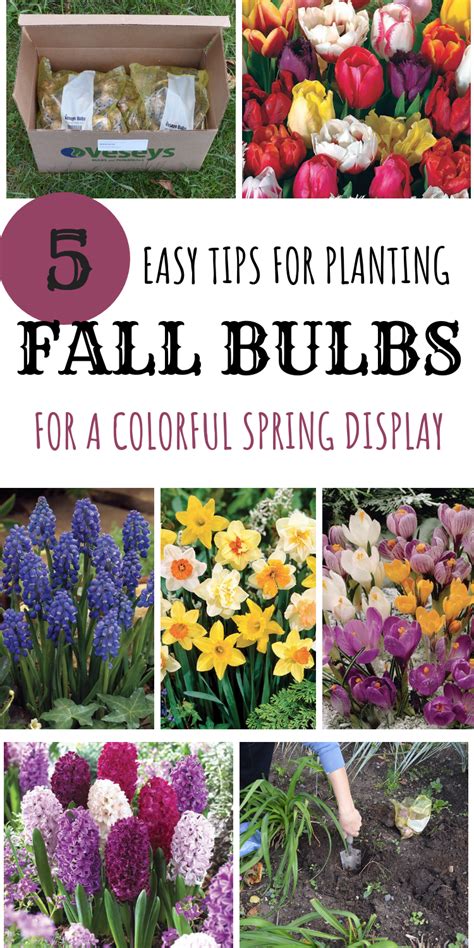 5 Easy Tips To Plant Fall Bulbs For A Colorful Spring Display Fall Bulb Planting Planting