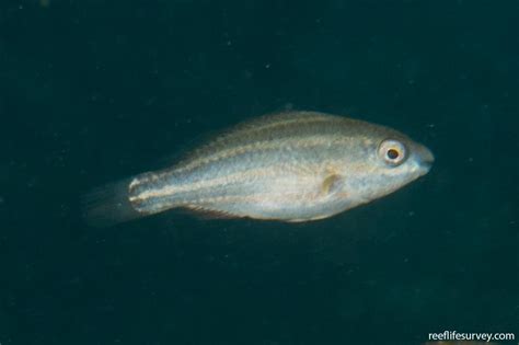 Scarus Rivulatus Surf Parrotfish Reef Life Survey