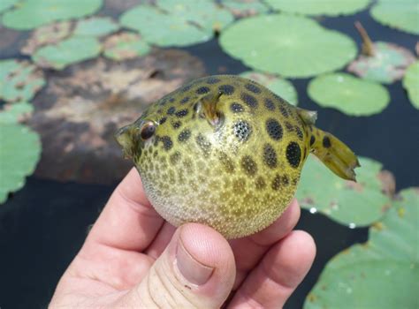 Puffer, Spotted Green Cast_and_Blast | www.roughfish.com