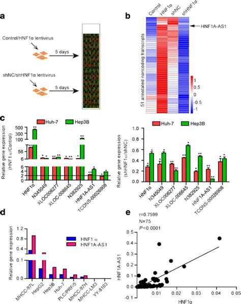 Hnf1α Upregulates The Expression Of Hnf1a As1 A Experimental Design