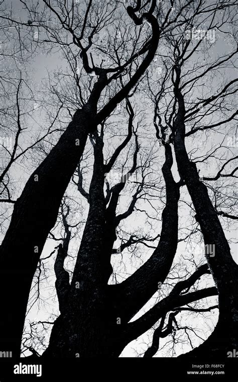 spooky abstract black and white tree silhouette in sunrise time Stock Photo - Alamy