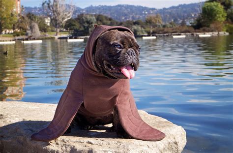 Sea Lion And Dog Exploring The Thai Inspired Architecture And Design Of