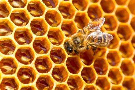 Trabajo De La Abeja Sobre El Panal Con La Miel Dulce Foto De Archivo