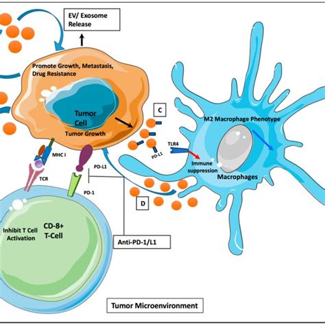 Intercellular Communication Via Extracellular Vesicles EVs In Tumor