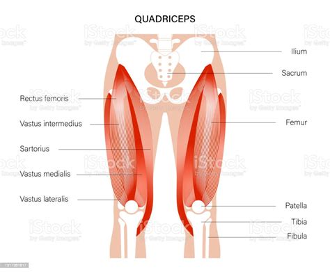 Quad Muscles Anatomy