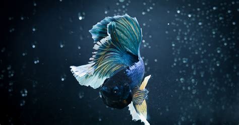 can betta fish losing weight safely 2
