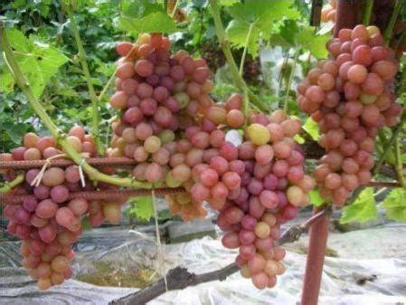 Ранні сорти винограду: характеристика, опис, особливості вирощування та ...