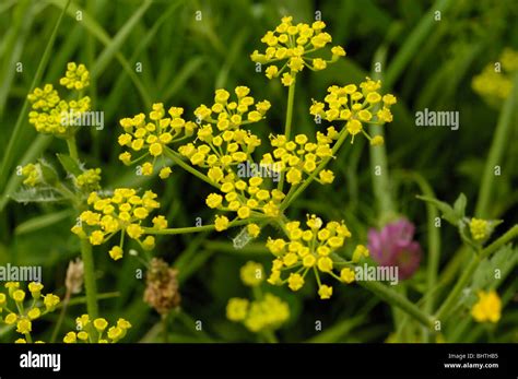 Wild Parsnip Flower Pastinaca Sativa Stock Photo Alamy