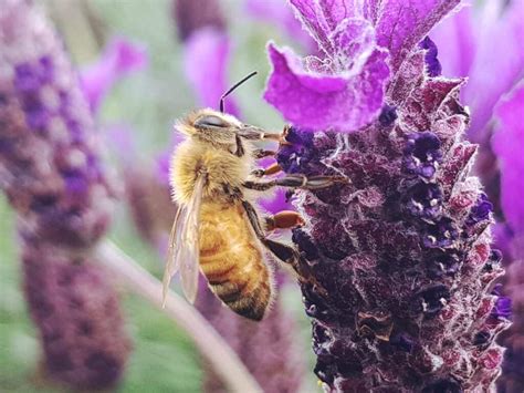 How Long Do Bees Live Beekeeping 101